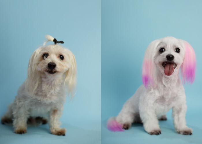 A dog's before and after getting a hair dye job photo