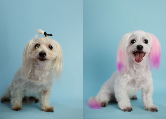 can you put manic panic on dogs