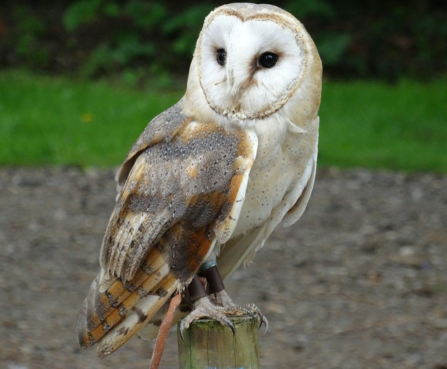 barn owl, york wildlife park, bird of prey
