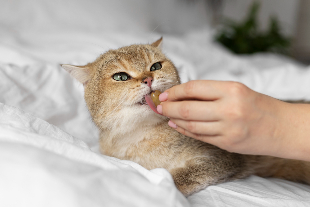 naging Cat Allergies While Keeping Your Furry Companio - Cat allergies