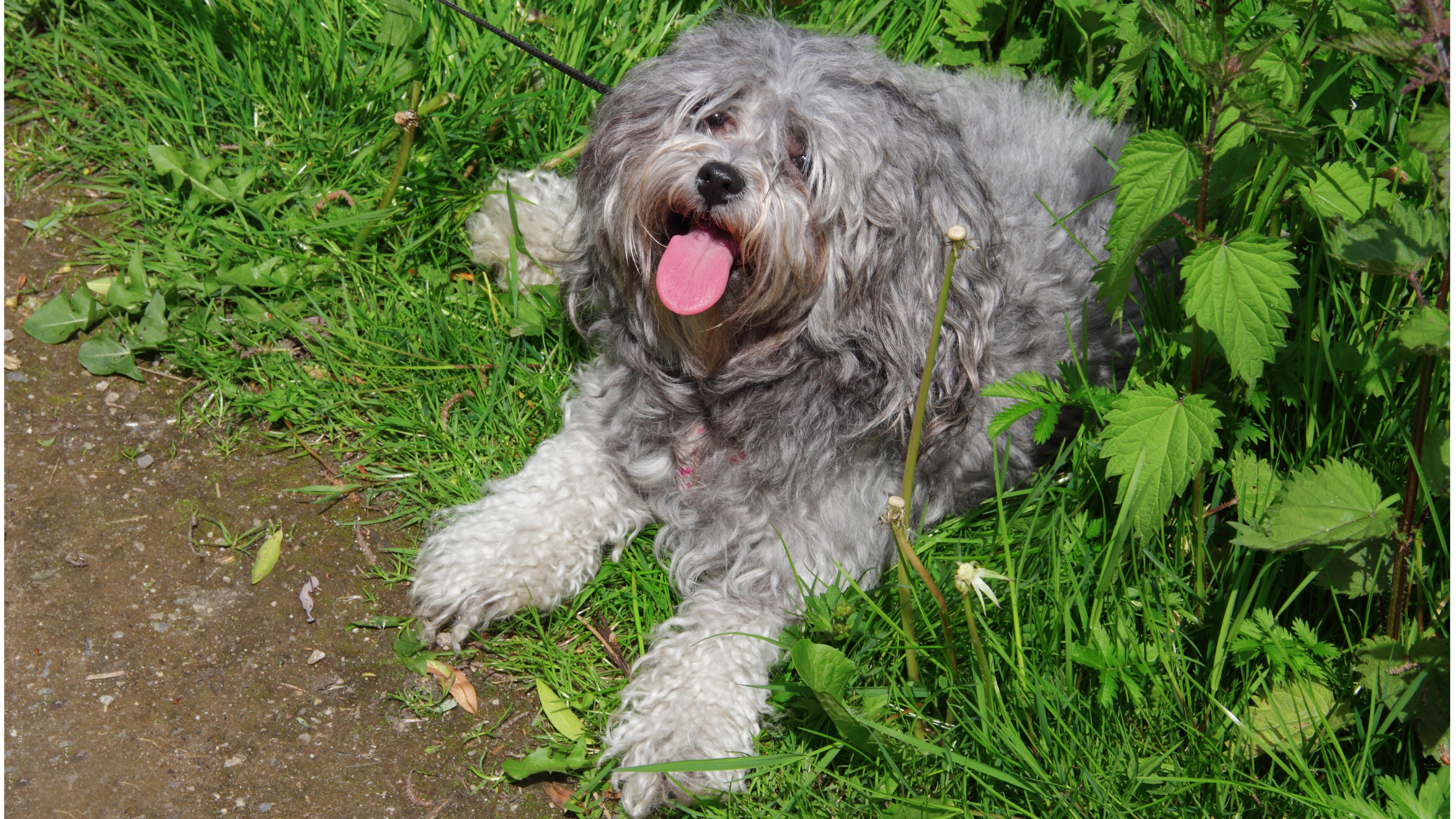 A happy Bolonka laying by the side of a trail