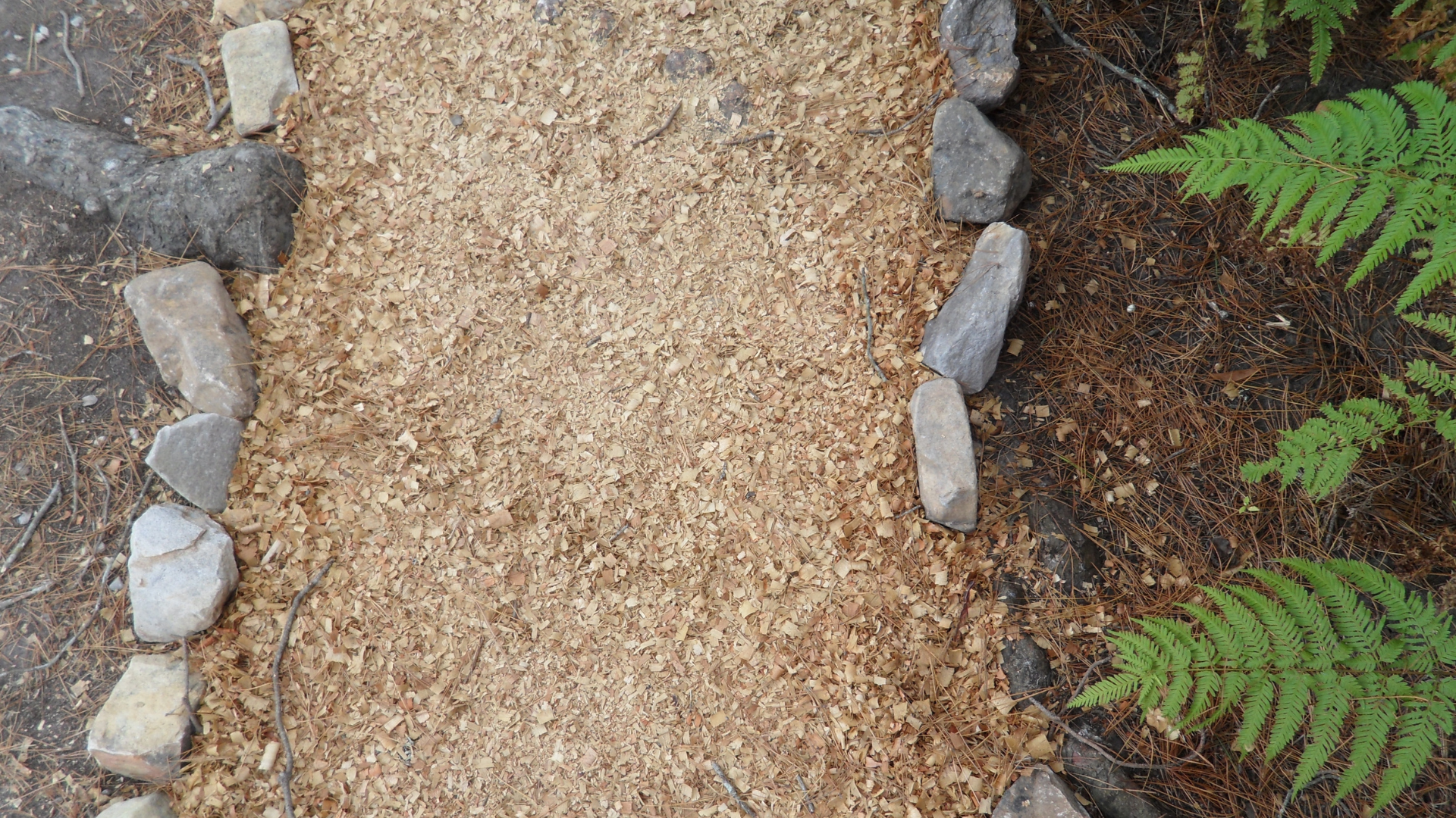 Sawdust and wood chips creating a garden pathway.