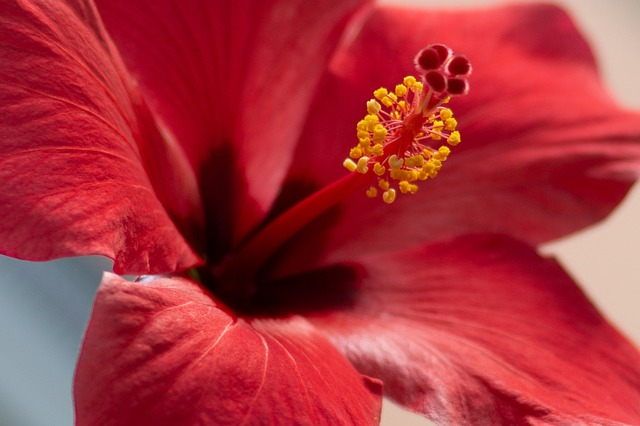 flower, flower background, plants