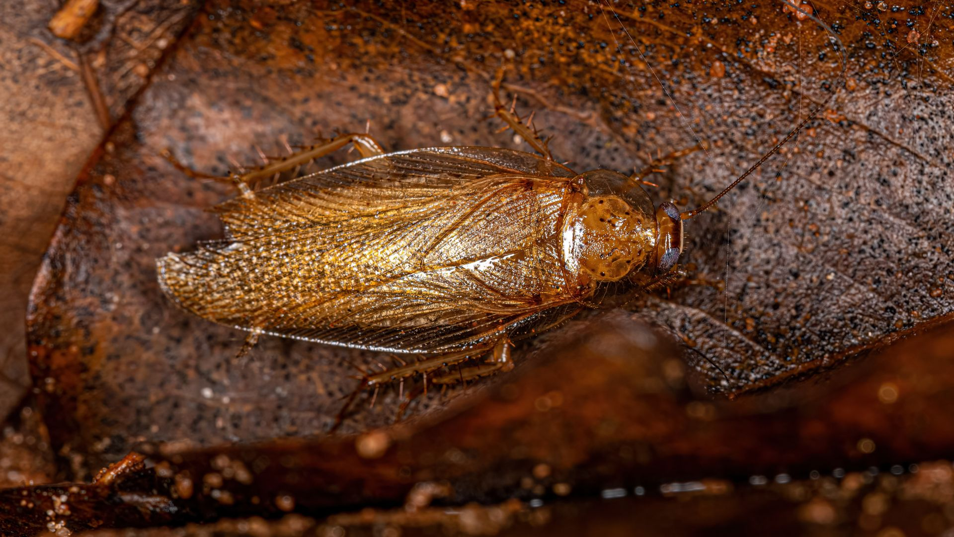 A photo of a Pennsylvania wood cockroach feeding on a decaying leaf.