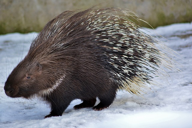porcupine, rodent, zoo