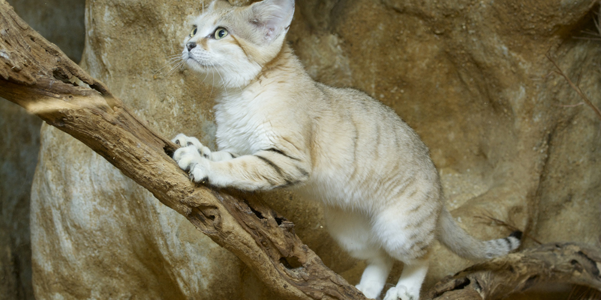 interesting animals in morocco