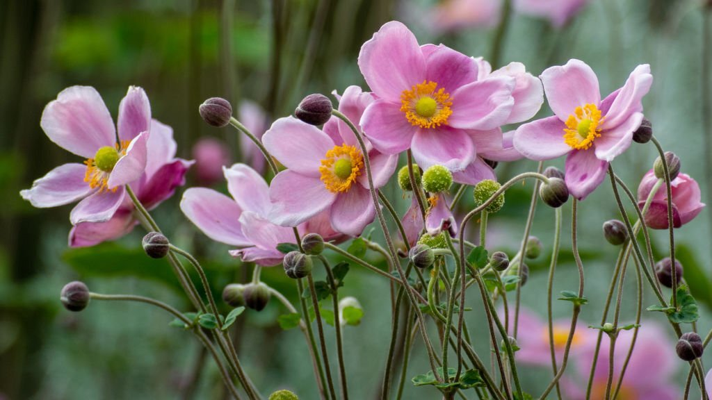 Japanese Anemone