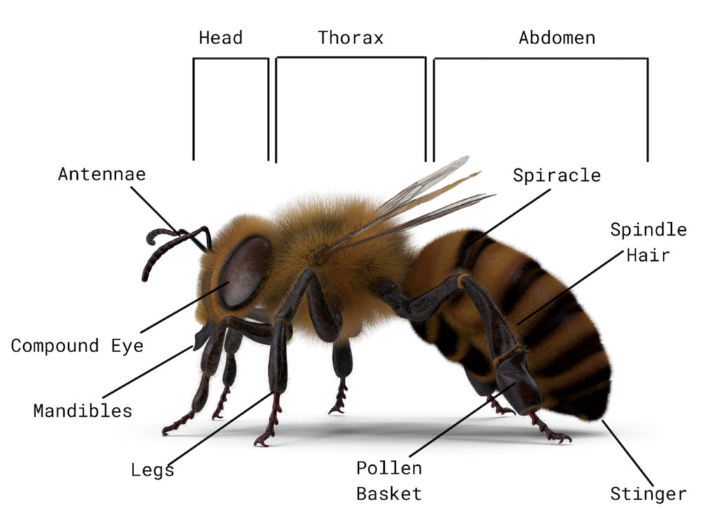 Unveiling the Truth: Is Honey Bee Vomit? | The Surprising Answer