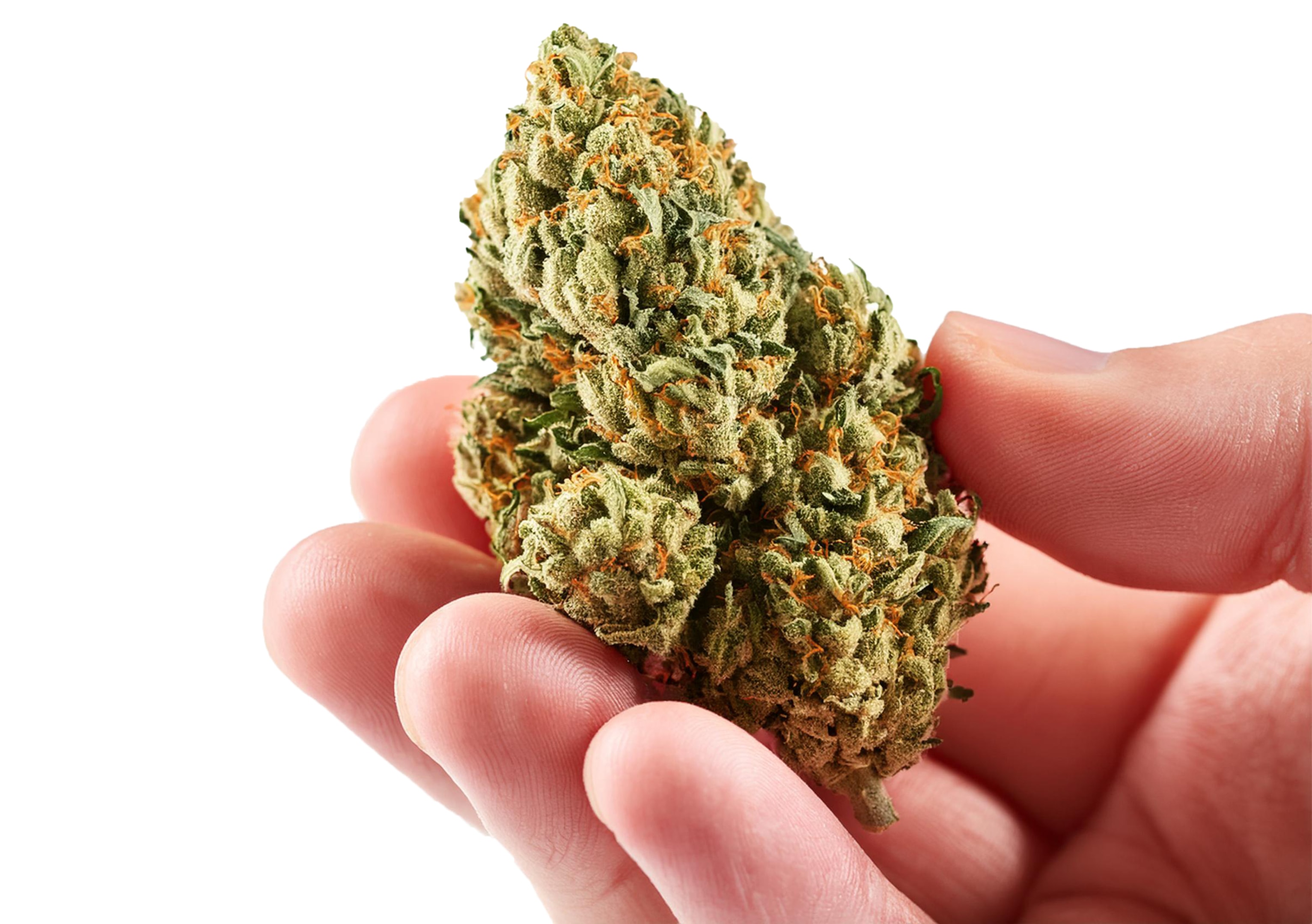 High-quality cannabis displays abundant trichome coverage, proper coloration, good trim work, and natural bud structure regardless of whether it comes from dispensaries or home gardens.