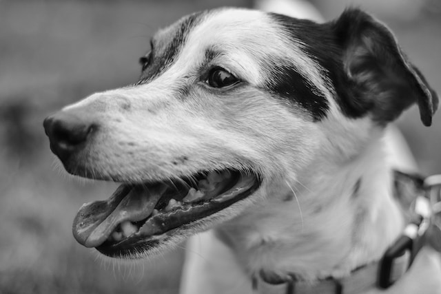 Grayscale Photo Of A Dog