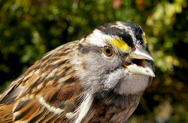 sparrow, white-throated, bird