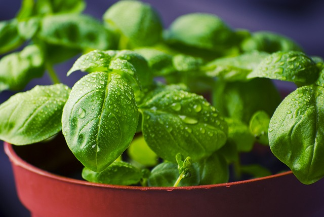 Basil leaves, herb