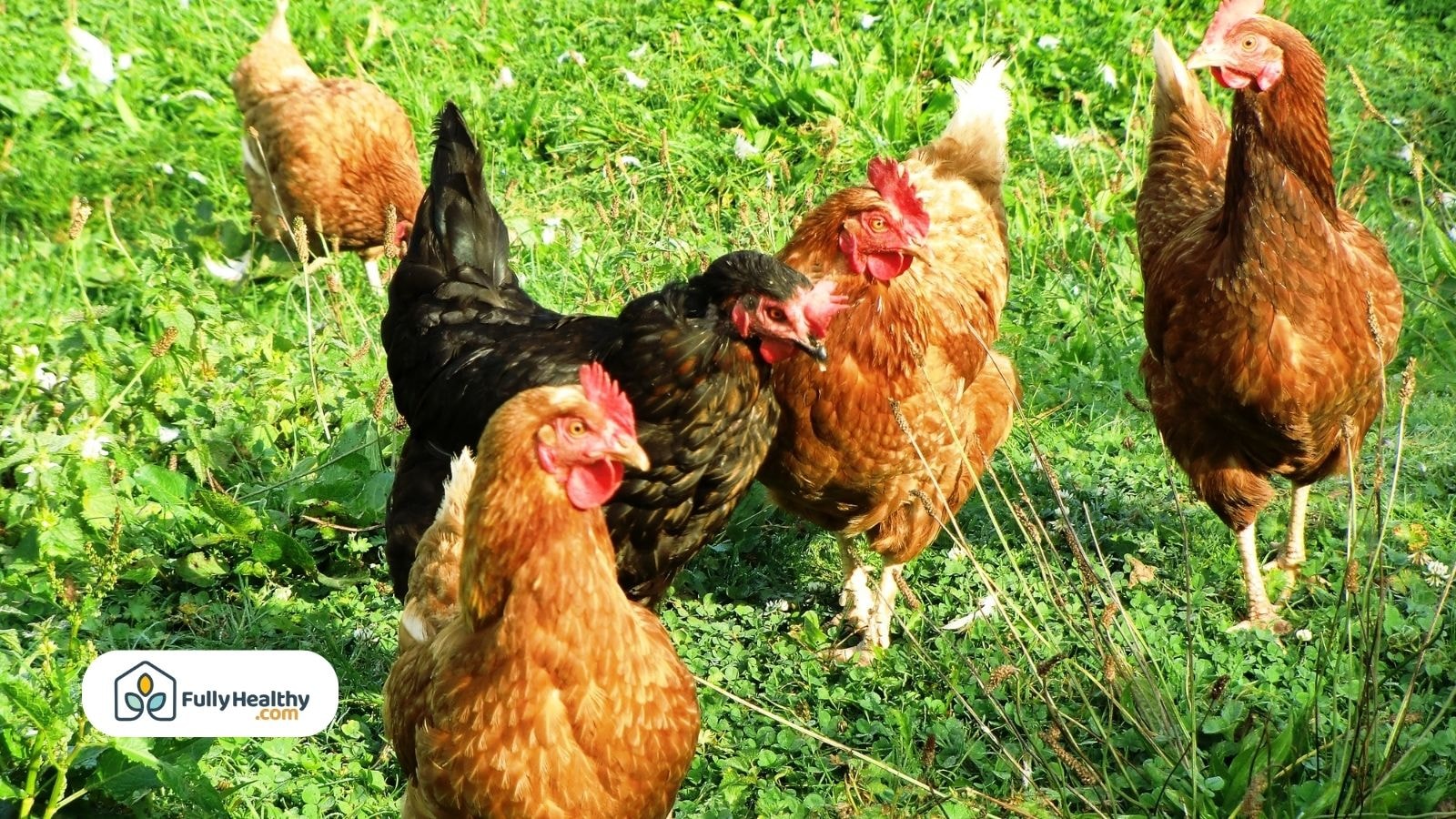 Free-range chickens walking on green grass in backyard garden