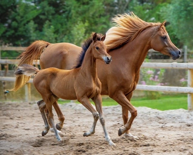 horse, nature, purebred