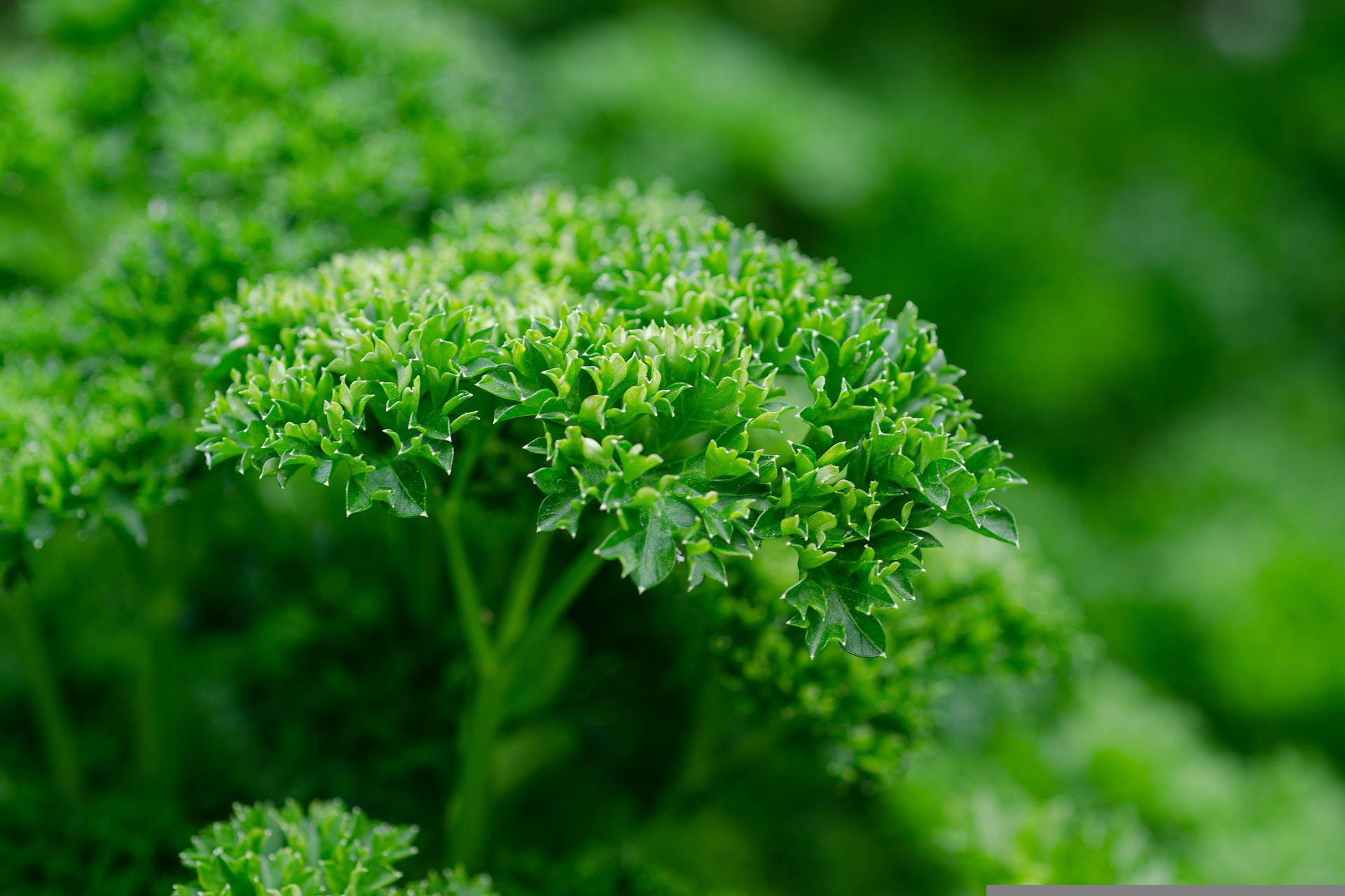 Indoor Herb garden parsley by Kathas_Fotos on Pixabay