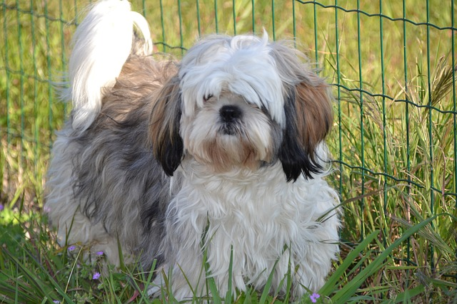 shih tzu, nature, animals, large dogs, life span, dog's body, dog owners, dog spayed, quality of life, skin allergies