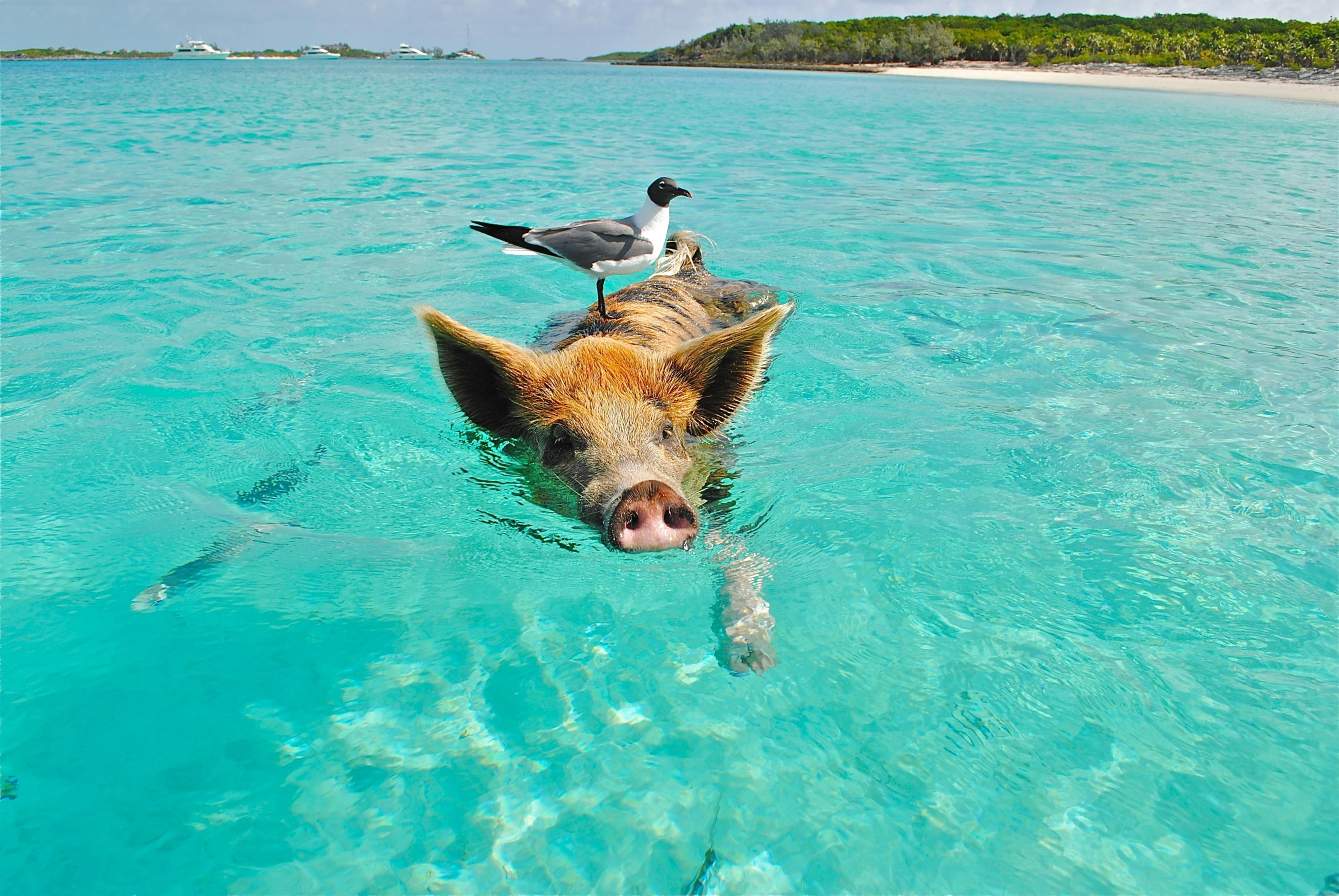 Fun Facts about The Bahamas