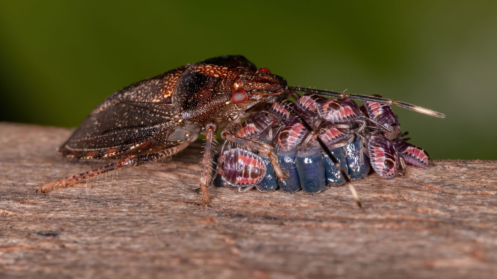 An image of a female stink bug protecting her young. 