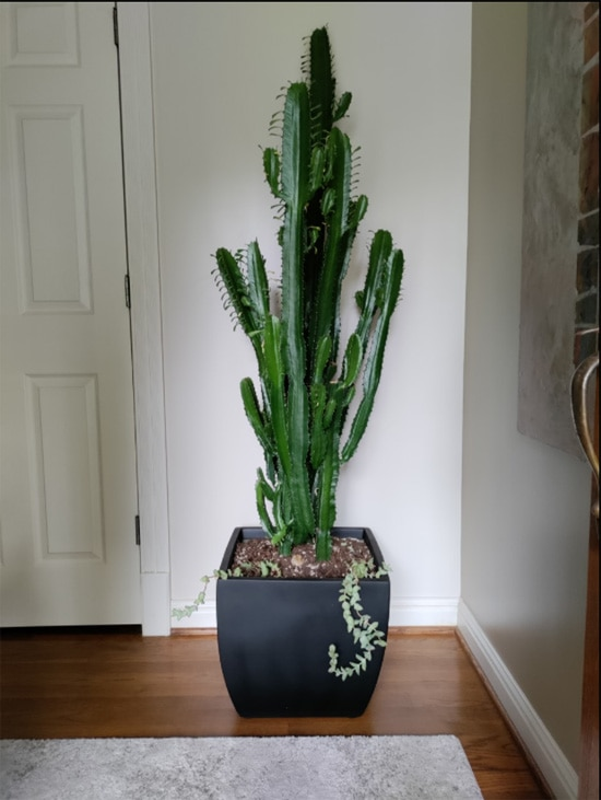 euphorbia trigona rubra, african milk trees