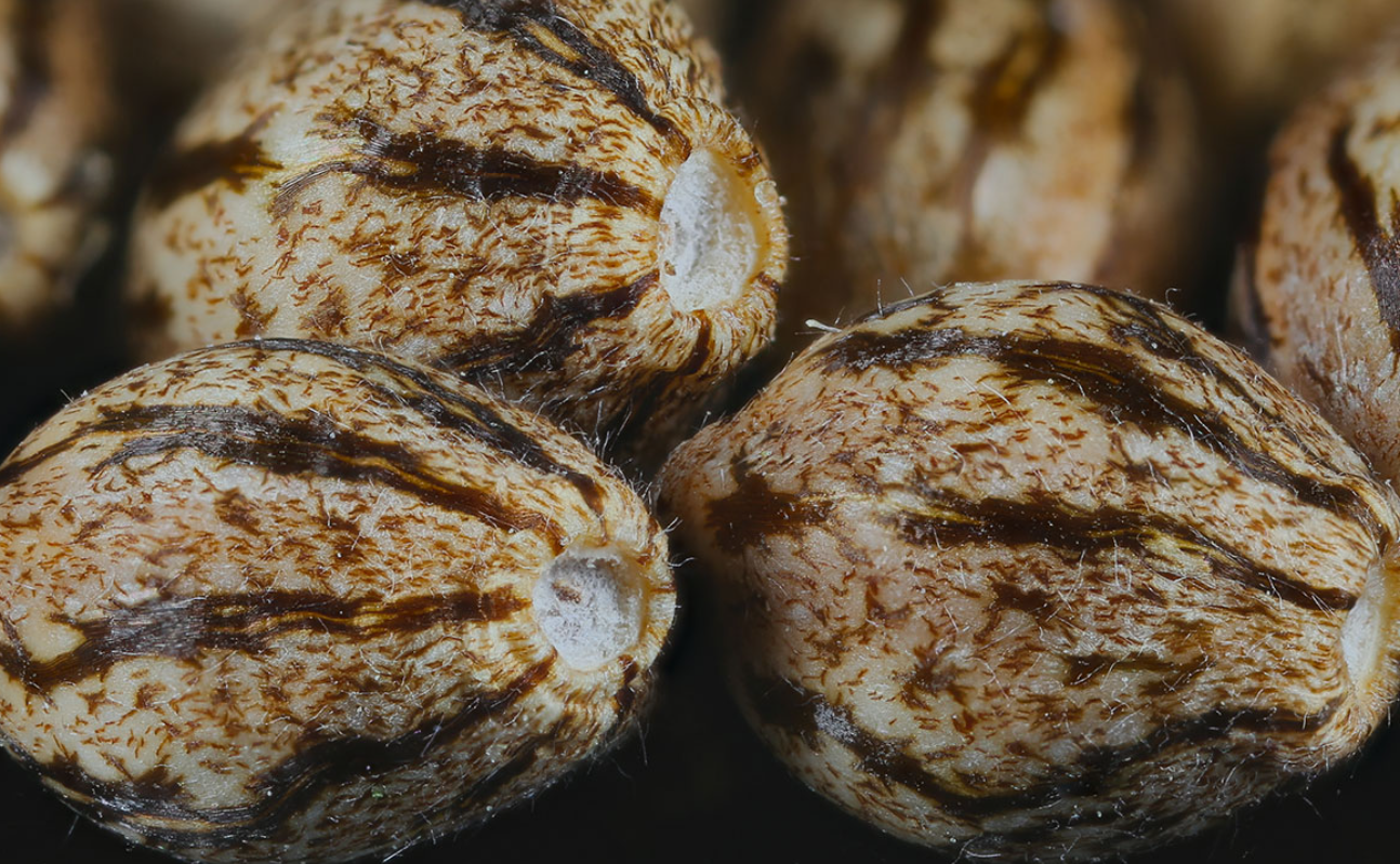 What Do Cannabis Seeds Look Like What Do Weed Seeds Look Like? A Guide to Their Appearance | The Seed Pharm