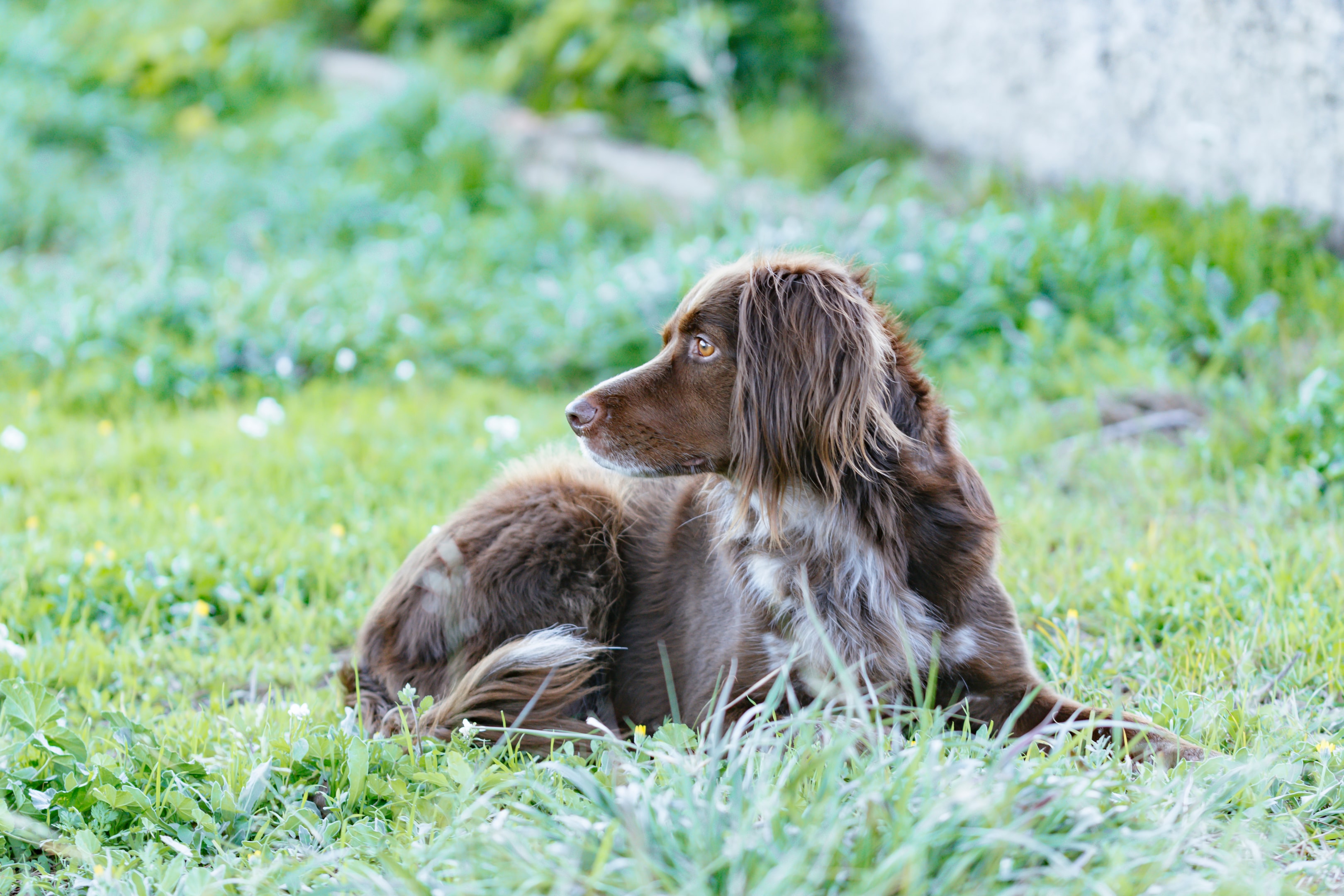 A healthy Small Munsterlander laying in a grass field
