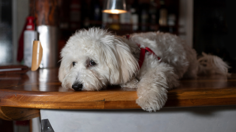 Dog throwing up undigested food 8 hours after clearance eating