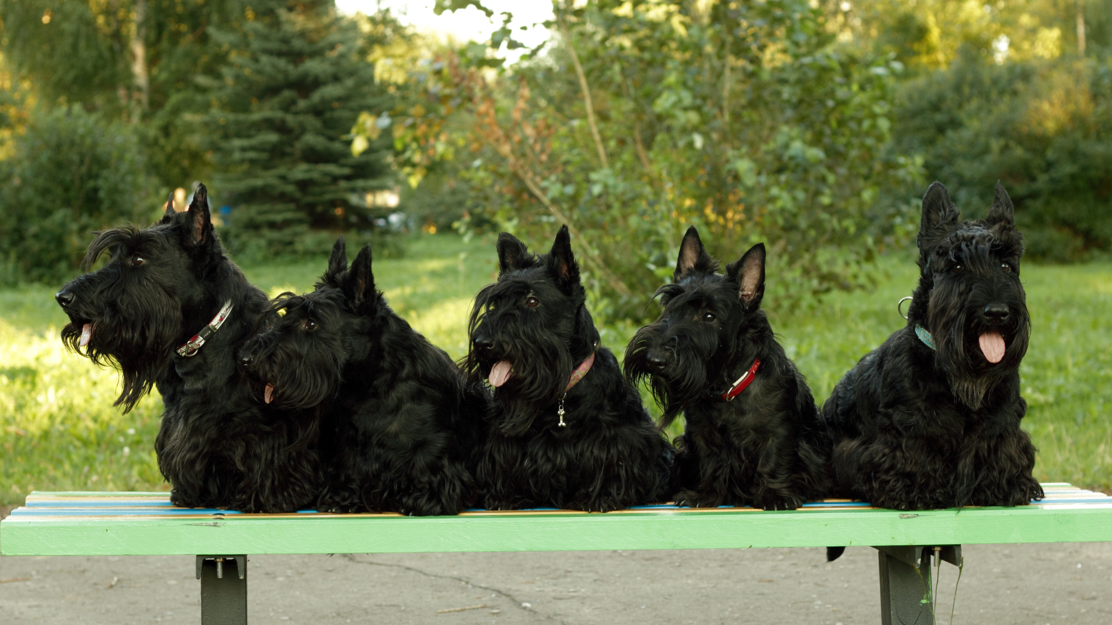 A group of five black Scottish Terriers standing on a bench