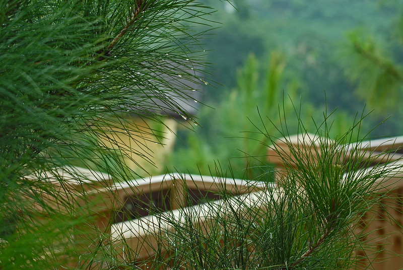 Image of Pine Trees within the luxury community of Crosswinds Tagaytay