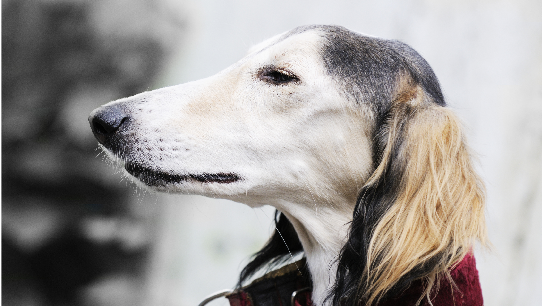An adult Saluki deep in thought