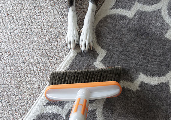If you have a large rug, use a soft brush to remove pet hair from your oriental rug and wool rug