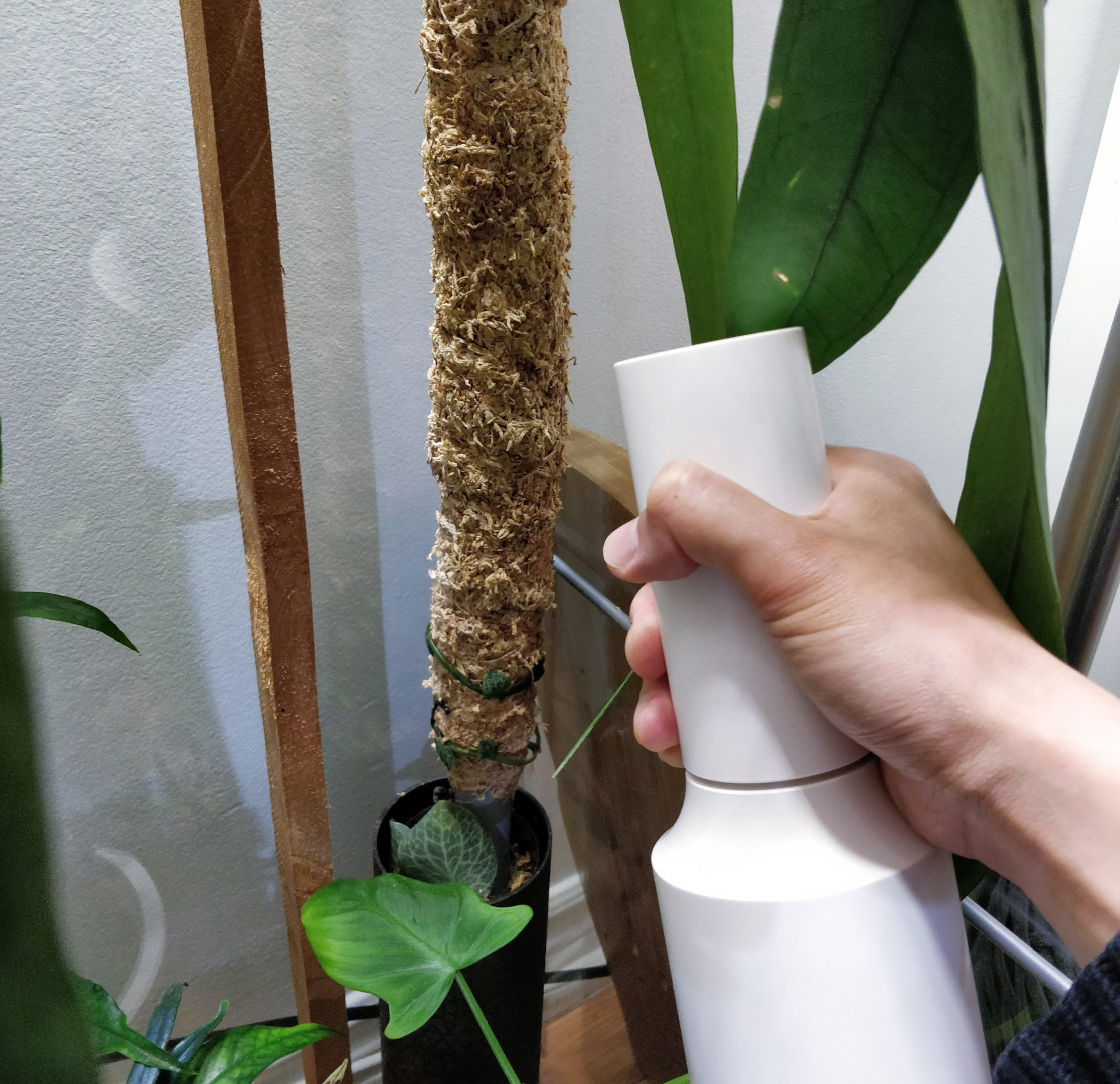 more indoor plant soil, moss pole regularly, tropical plants, indoor plants