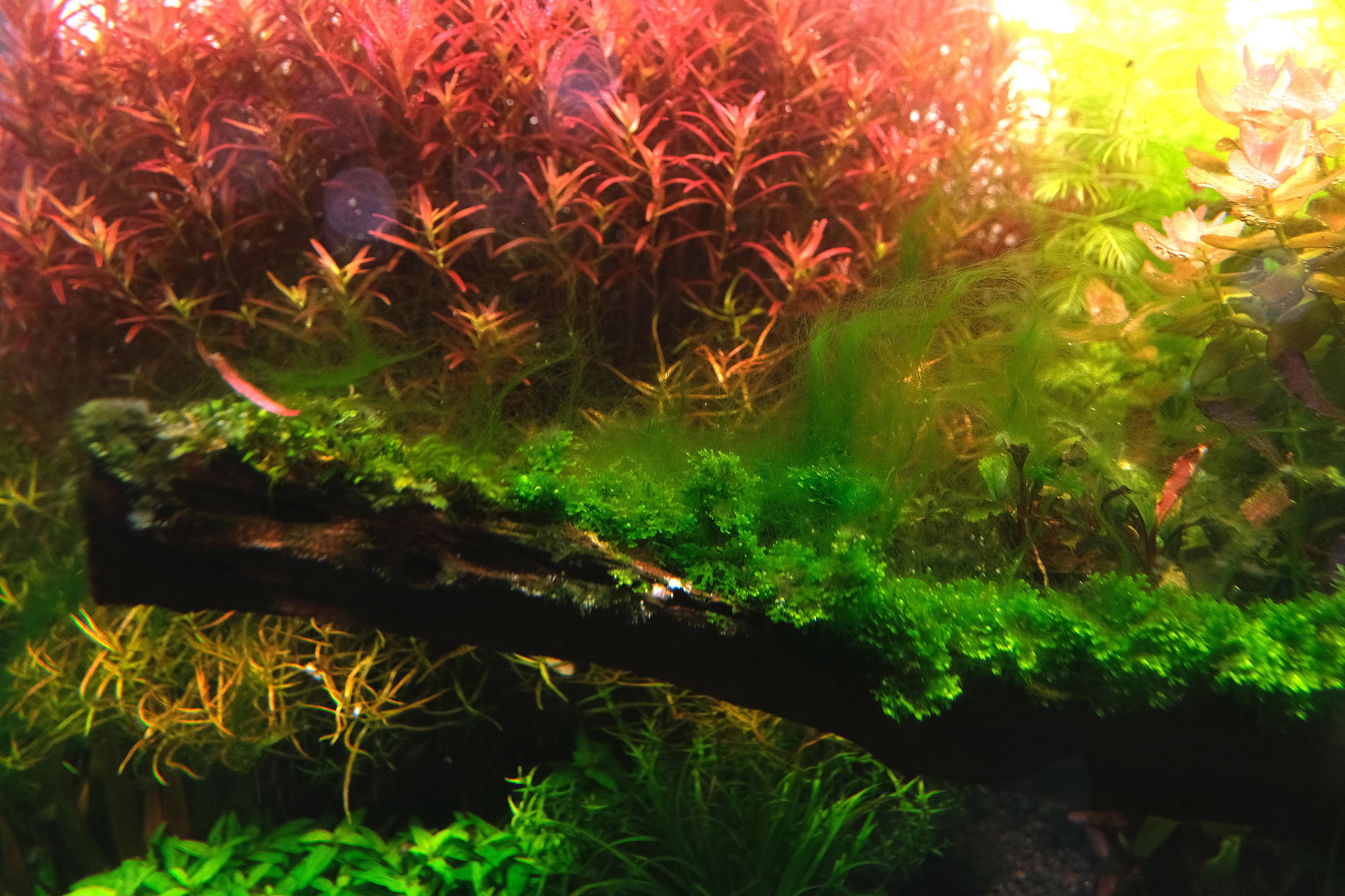 Hair algae on moss in aquarium