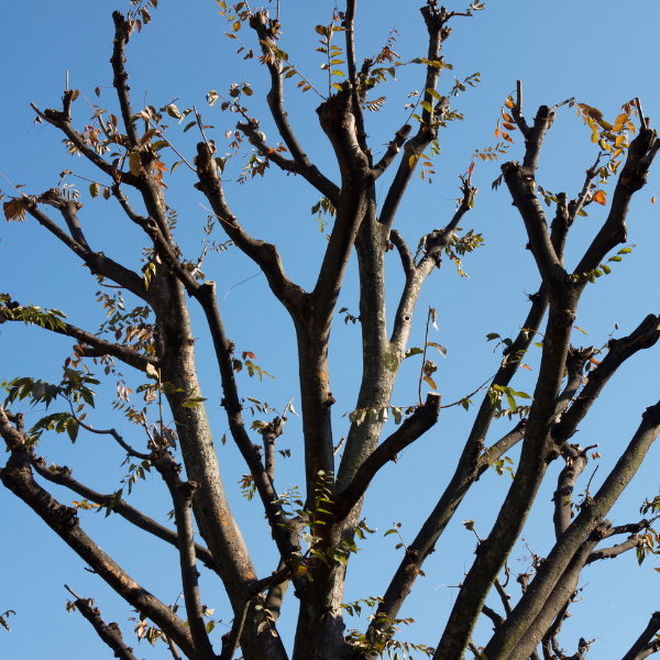 Image of Peach Trees after tree pruning.