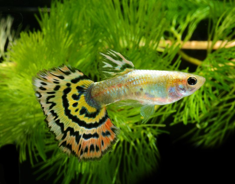 How Many Fish Can Fit In A 20 Gallon Tank Aquarium Passion