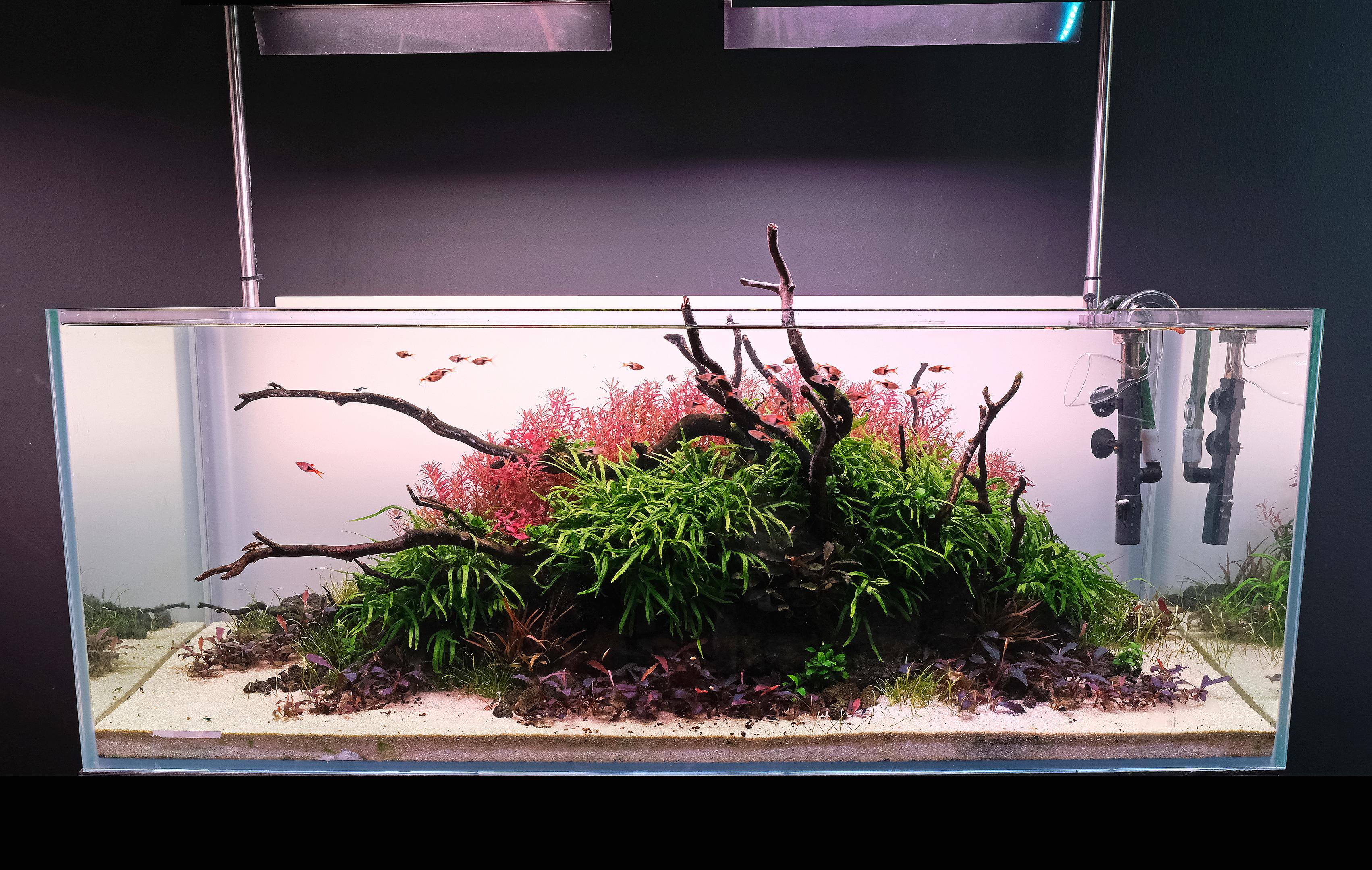 Trident Java fern in a Nature Style aquascape