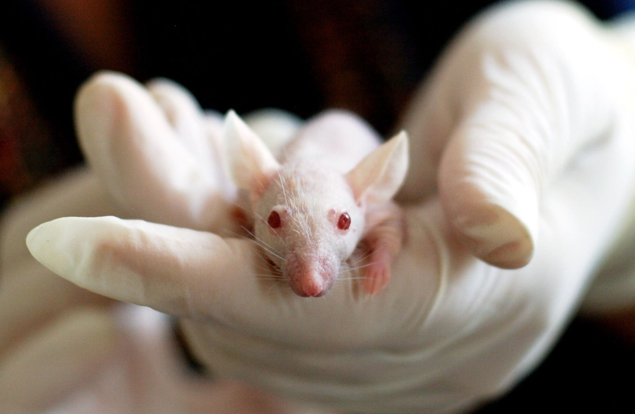 Mice are Used in Testing Products