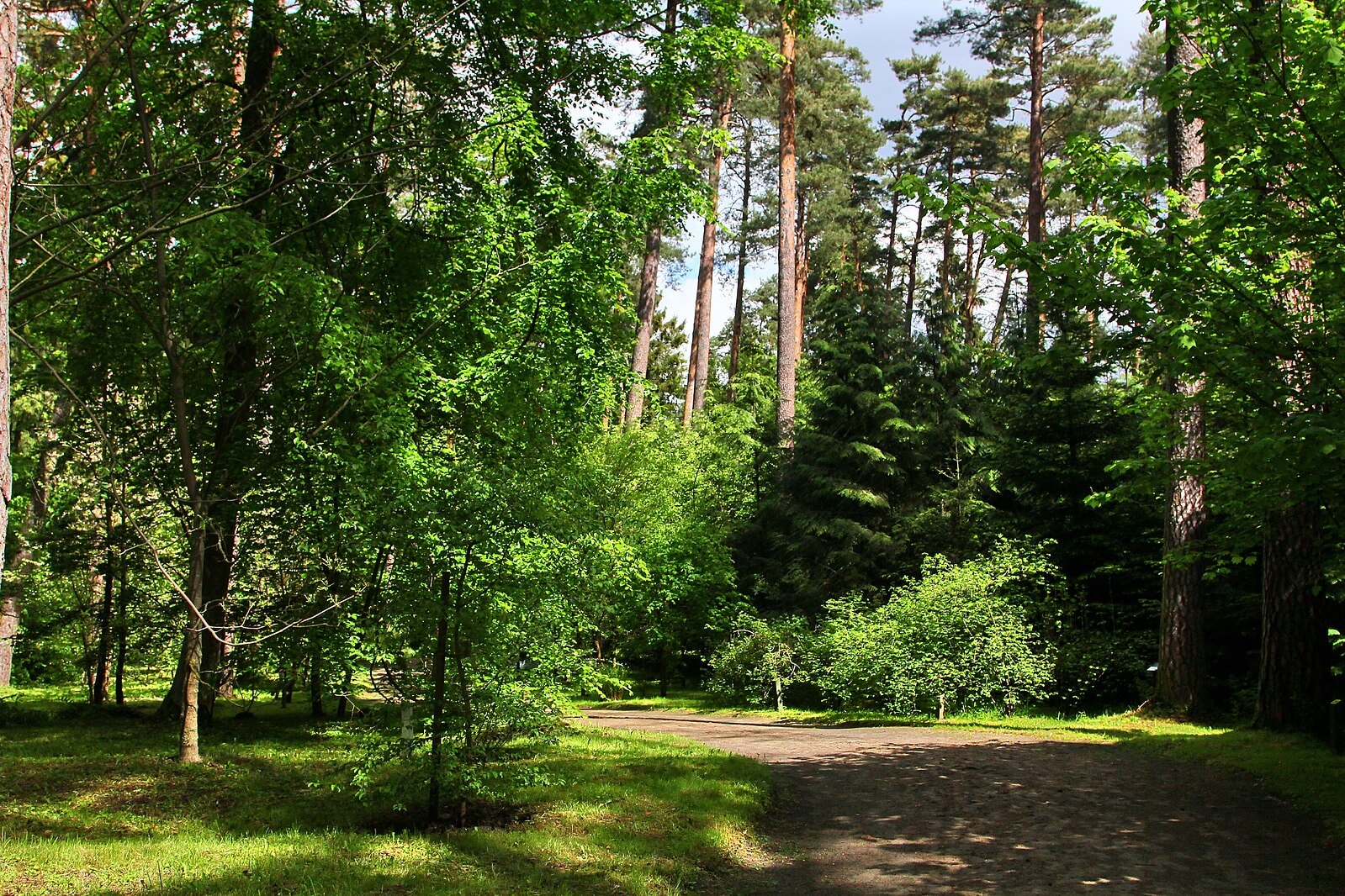 Zachwycająca roślinność, która bujnie porasta leśne arboretum. Źródło: https://commons.wikimedia.org/wiki/File:Le%C5%9Bne_Arboretum_Warmii_i_Mazur_w_Kudypach_im._Polskiego_Towarzystwa_Le%C5%9Bnego._-_panoramio.jpg