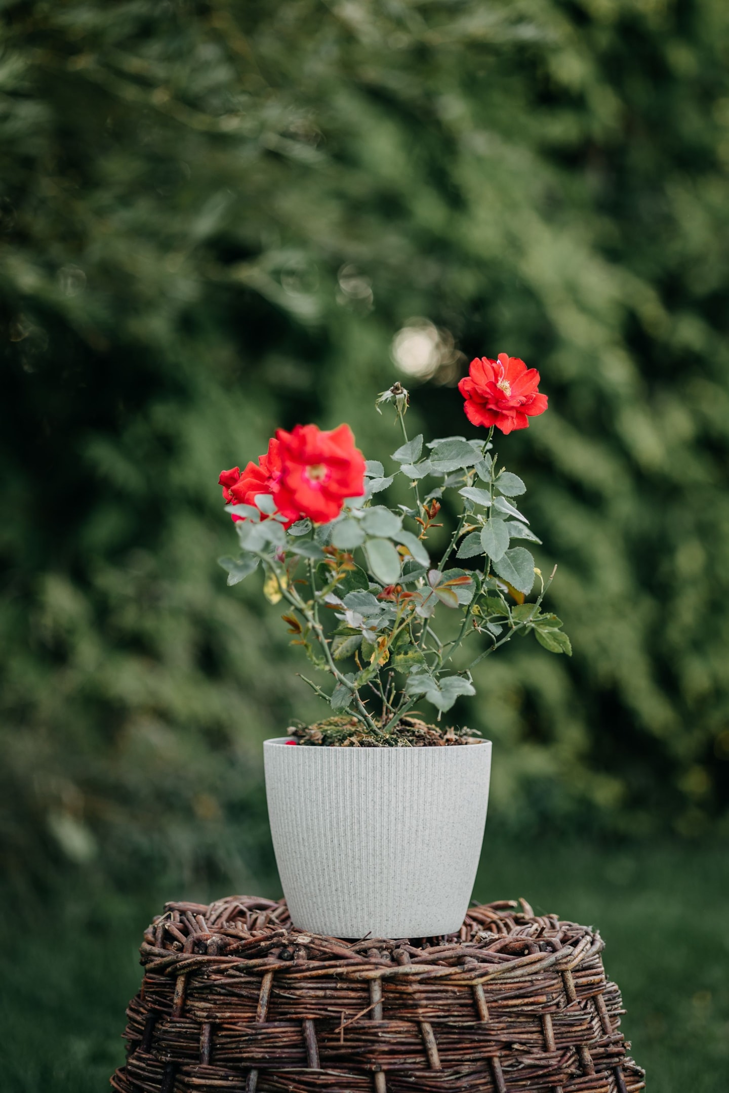 Eustoma – delikatne kwiaty w kompozycji