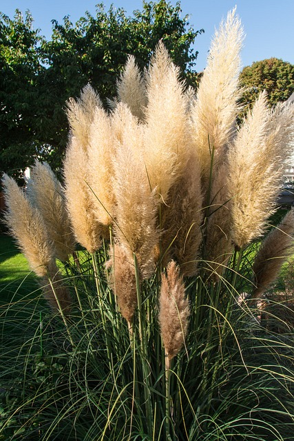 pampas grass, grass, blossoms