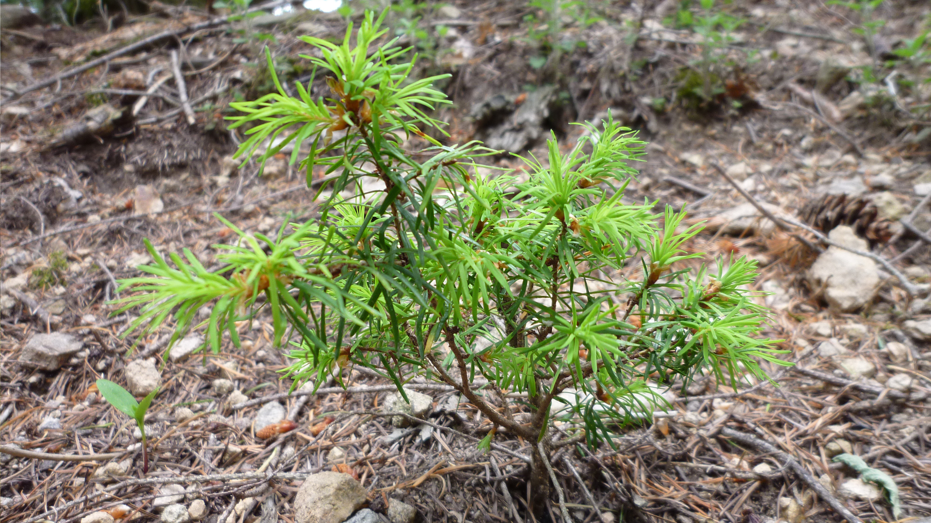 A young pine tree growing in a forested area. 