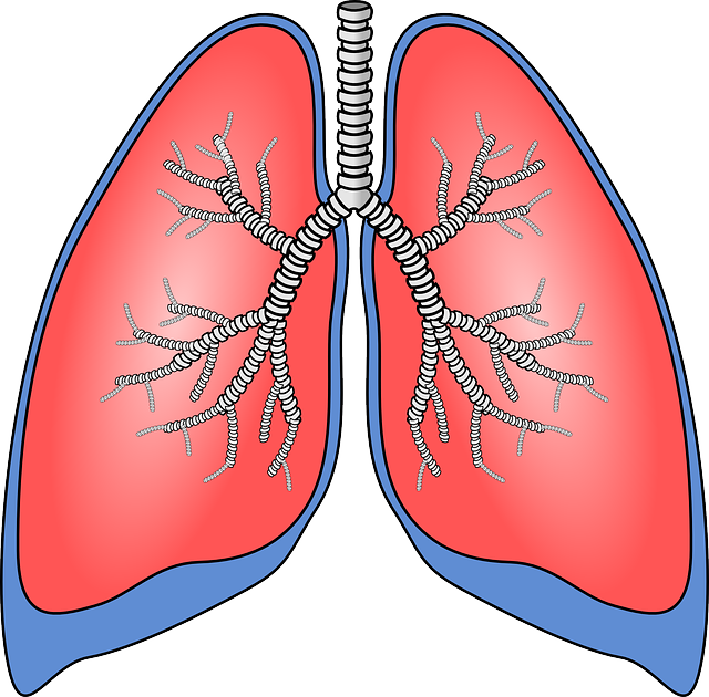 A cartoon image of human lungs. 