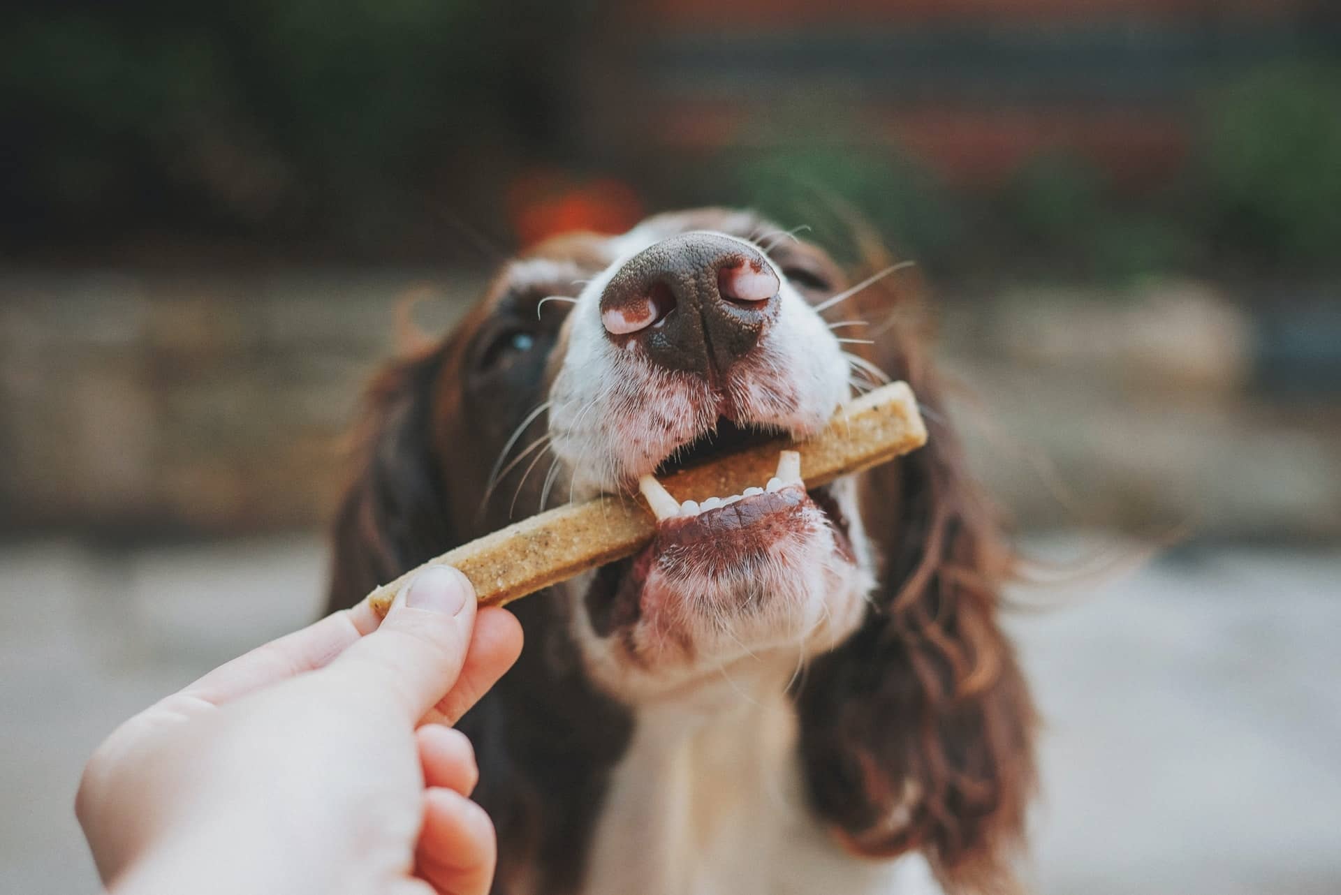 Treats and Snacks