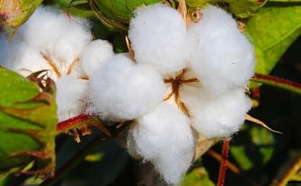 We use organic cotton to enhance comfort and respect the environment.