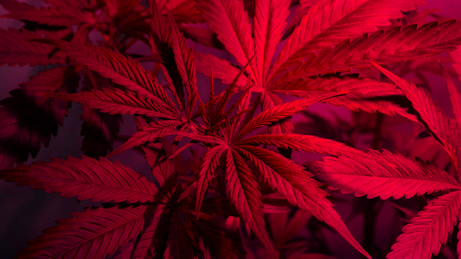 red hue marijuana plant cultivation