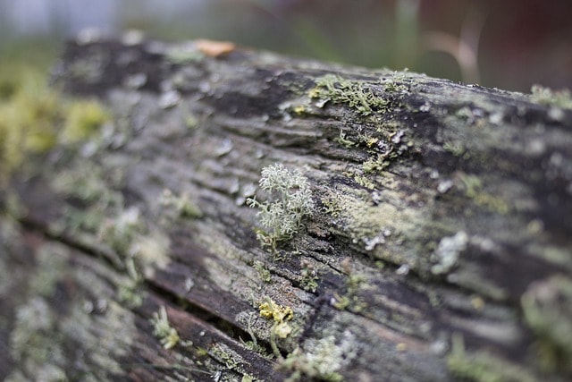 lichen, detail, macro, rot, nature, moss, lichen, lichen, lichen, lichen, lichen, rot