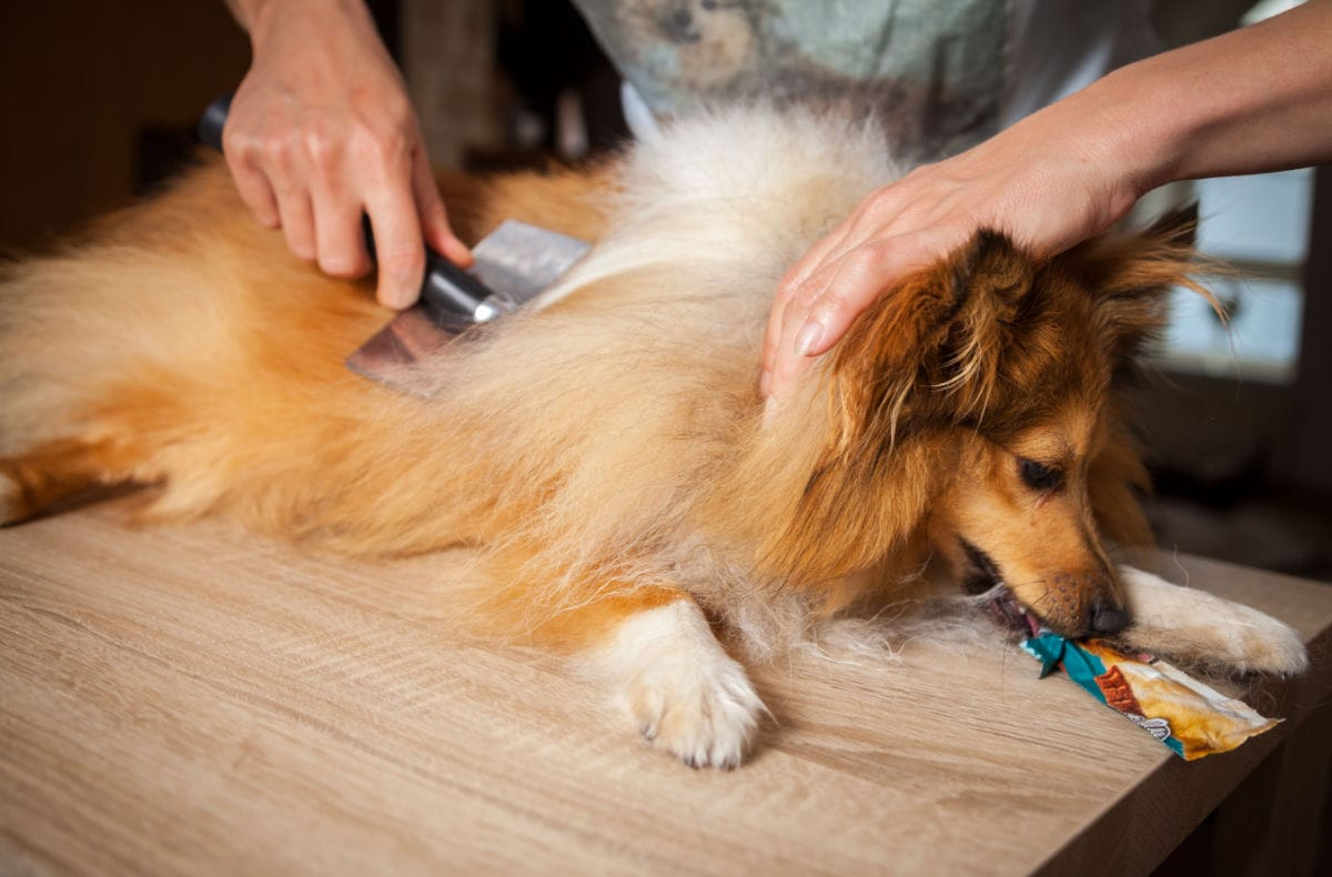 matted fur, matted dog hair