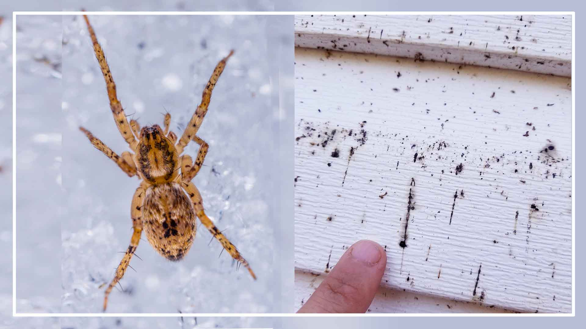 The Unseen Life of Spiders Do They Poop Like We Do?