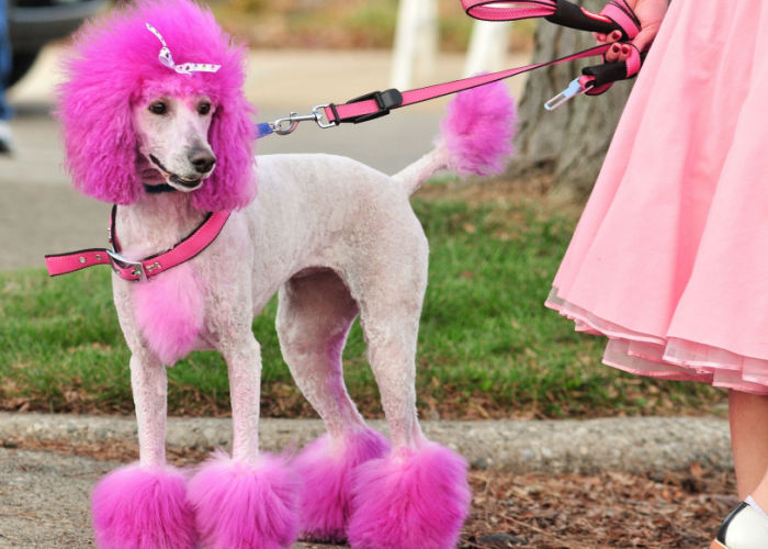 Poodle with Pink dye