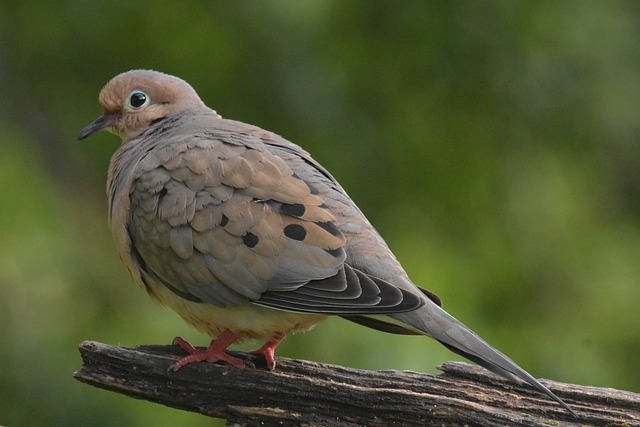 mourning dove, bird, perched