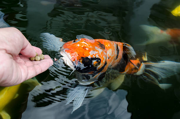 a fish eating from its owner hand